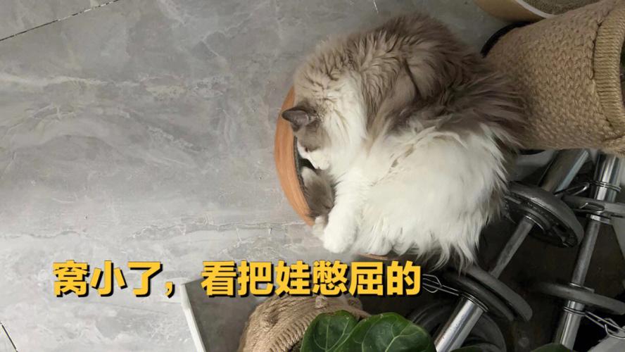 2025新澳门彩历史记录和肥猫一年多减重16斤与肥猫一年多减重16斤正常吗